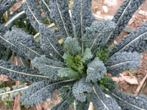 cavolo nero