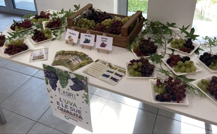  LE AZIENDE CONOSCONO “L’ UVA E LE SUE QUALITÀ”